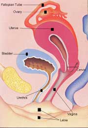 Female reproductive system : Ovary
