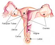 Female body - Fallopian tubes